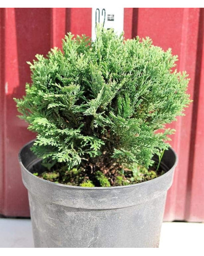 Кипарисовик Лавсона Мініма Глаука | Chamaecyparis lawsoniana Minima Glauca | Кипарисовик Лавсона Минима Глаука