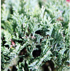 Кипарисовик Лавсона Мініма Глаука | Chamaecyparis lawsoniana Minima Glauca | Кипарисовик Лавсона Минима Глаука