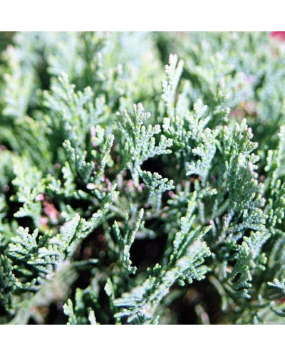 Кипарисовик Лавсона Мініма Глаука | Chamaecyparis lawsoniana Minima Glauca | Кипарисовик Лавсона Минима Глаука