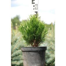 Кипарисовик Лавсона Мініма Глаука | Chamaecyparis lawsoniana Minima Glauca | Кипарисовик Лавсона Минима Глаука