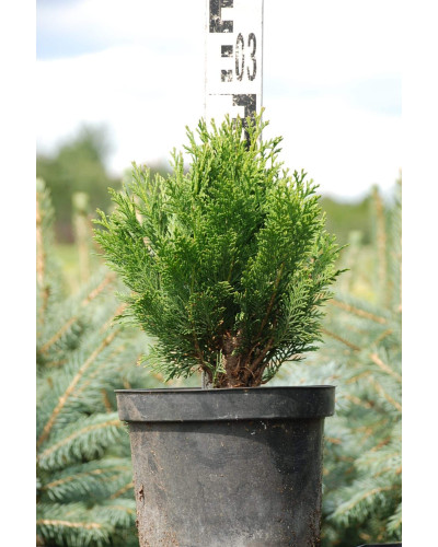 Кипарисовик Лавсона Мініма Глаука | Chamaecyparis lawsoniana Minima Glauca | Кипарисовик Лавсона Минима Глаука