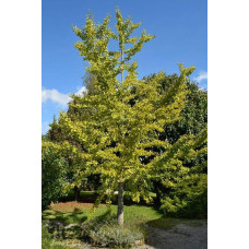 Гінкго дволопатеве / гінкго білоба | Ginkgo biloba | Гинкго двулопастный / гинкго билоба