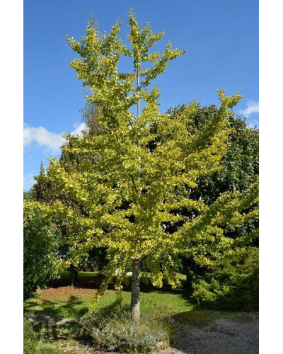 Гінкго дволопатеве / гінкго білоба | Ginkgo biloba | Гинкго двулопастный / гинкго билоба