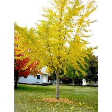 Гінкго дволопатеве / гінкго білоба | Ginkgo biloba | Гинкго двулопастный / гинкго билоба