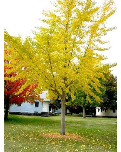 Гінкго дволопатеве / гінкго білоба | Ginkgo biloba | Гинкго двулопастный / гинкго билоба