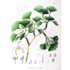 Гінкго дволопатеве / гінкго білоба | Ginkgo biloba | Гинкго двулопастный / гинкго билоба