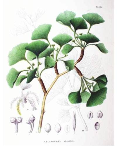 Гінкго дволопатеве / гінкго білоба | Ginkgo biloba | Гинкго двулопастный / гинкго билоба