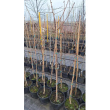 Гінкго дволопатеве / гінкго білоба | Ginkgo biloba | Гинкго двулопастный / гинкго билоба