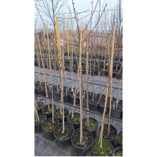 Гінкго дволопатеве / гінкго білоба | Ginkgo biloba | Гинкго двулопастный / гинкго билоба