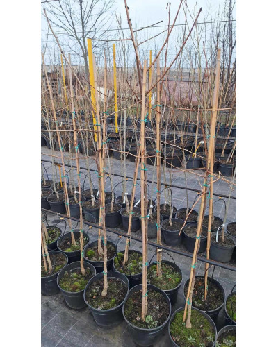 Гінкго дволопатеве / гінкго білоба | Ginkgo biloba | Гинкго двулопастный / гинкго билоба