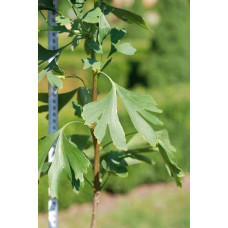 Гінкго дволопатеве / гінкго білоба | Ginkgo biloba | Гинкго двулопастный / гинкго билоба