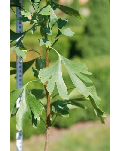 Гінкго дволопатеве / гінкго білоба | Ginkgo biloba | Гинкго двулопастный / гинкго билоба