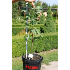 Гінкго дволопатеве / гінкго білоба | Ginkgo biloba | Гинкго двулопастный / гинкго билоба
