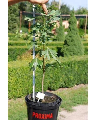 Гінкго дволопатеве / гінкго білоба | Ginkgo biloba | Гинкго двулопастный / гинкго билоба