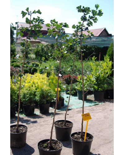 Гінкго дволопатеве / гінкго білоба | Ginkgo biloba | Гинкго двулопастный / гинкго билоба