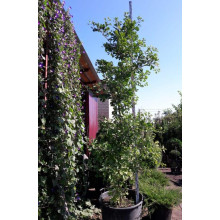 Гінкго дволопатеве / гінкго білоба | Ginkgo biloba | Гинкго двулопастный / гинкго билоба
