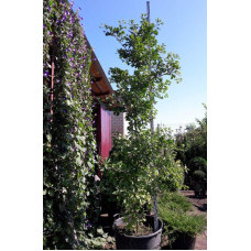 Гінкго дволопатеве / гінкго білоба | Ginkgo biloba | Гинкго двулопастный / гинкго билоба