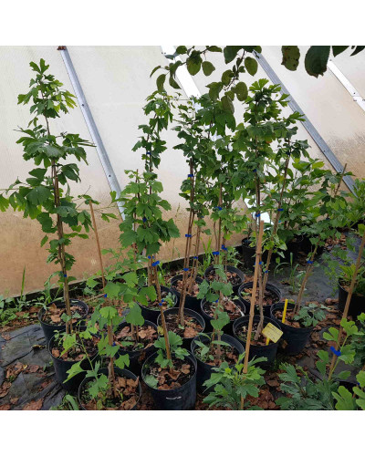 Гінкго дволопатеве / гінкго білоба | Ginkgo biloba | Гинкго двулопастный / гинкго билоба