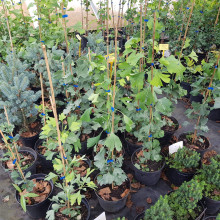 Гінкго дволопатеве / гінкго білоба | Ginkgo biloba | Гинкго двулопастный / гинкго билоба