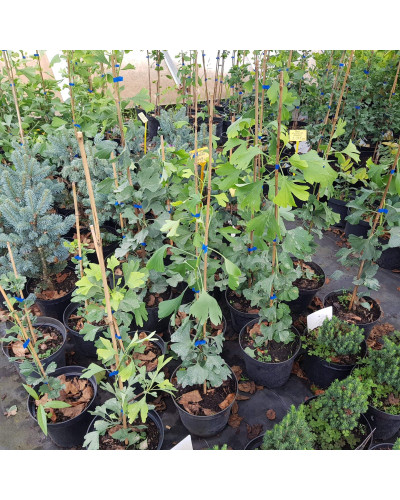 Гінкго дволопатеве / гінкго білоба | Ginkgo biloba | Гинкго двулопастный / гинкго билоба