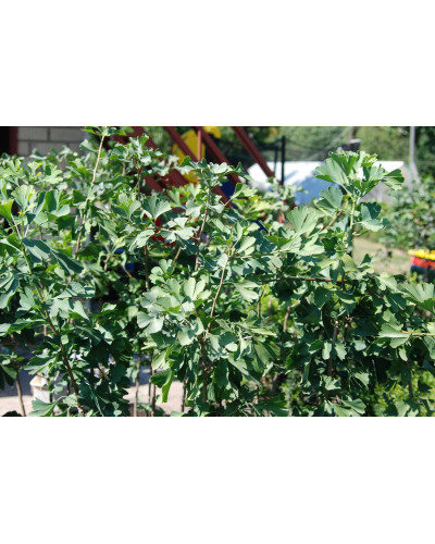 Гінкго дволопатеве / гінкго білоба | Ginkgo biloba | Гинкго двулопастный / гинкго билоба