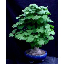 Гінкго дволопатеве / гінкго білоба | Ginkgo biloba | Гинкго двулопастный / гинкго билоба