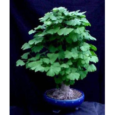 Гінкго дволопатеве / гінкго білоба | Ginkgo biloba | Гинкго двулопастный / гинкго билоба