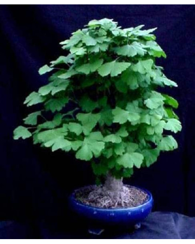 Гінкго дволопатеве / гінкго білоба | Ginkgo biloba | Гинкго двулопастный / гинкго билоба