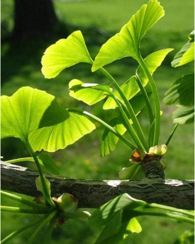 Гінкго дволопатеве / гінкго білоба | Ginkgo biloba | Гинкго двулопастный / гинкго билоба