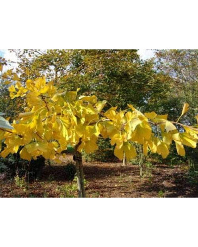 Гінкго дволопатеве / гінкго білоба | Ginkgo biloba | Гинкго двулопастный / гинкго билоба