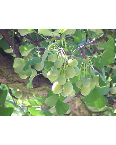 Гінкго дволопатеве / гінкго білоба | Ginkgo biloba | Гинкго двулопастный / гинкго билоба