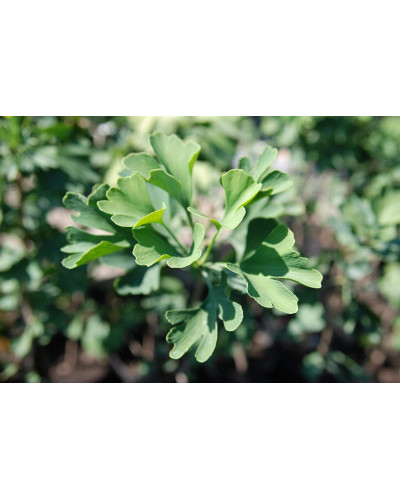 Гінкго дволопатеве / гінкго білоба | Ginkgo biloba | Гинкго двулопастный / гинкго билоба