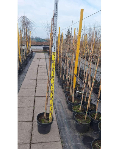 Гінкго дволопатеве / гінкго білоба | Ginkgo biloba | Гинкго двулопастный / гинкго билоба