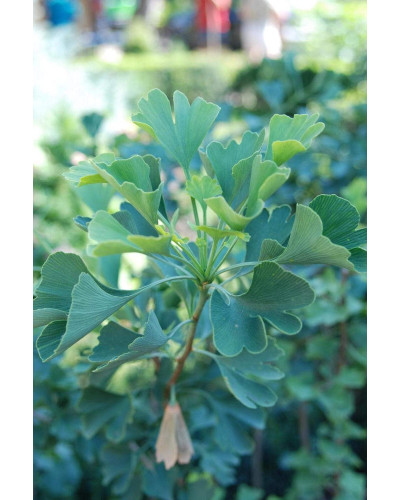 Гінкго дволопатеве / гінкго білоба | Ginkgo biloba | Гинкго двулопастный / гинкго билоба