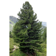 Кедр європейський / Сосна кедрова європейська | Pinus cembra | Кедр европейский / Сосна кедровая европейская