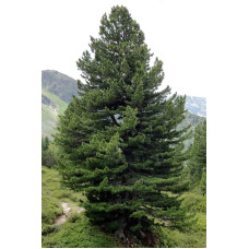 Кедр європейський / Сосна кедрова європейська | Pinus cembra | Кедр европейский / Сосна кедровая европейская