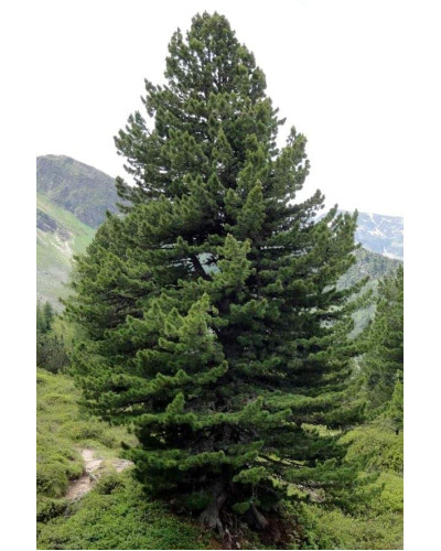 Кедр європейський / Сосна кедрова європейська | Pinus cembra | Кедр европейский / Сосна кедровая европейская