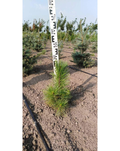 Кедр європейський / Сосна кедрова європейська | Pinus cembra | Кедр европейский / Сосна кедровая европейская