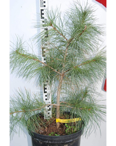 Кедр європейський / Сосна кедрова європейська | Pinus cembra | Кедр европейский / Сосна кедровая европейская
