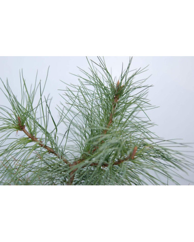 Кедр європейський / Сосна кедрова європейська | Pinus cembra | Кедр европейский / Сосна кедровая европейская