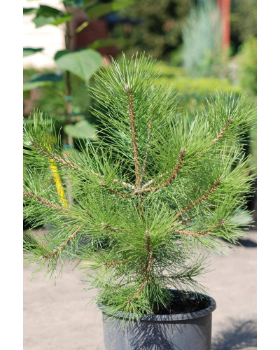 Кедр європейський / Сосна кедрова європейська | Pinus cembra | Кедр европейский / Сосна кедровая европейская