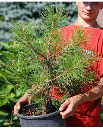 Кедр європейський / Сосна кедрова європейська | Pinus cembra | Кедр европейский / Сосна кедровая европейская