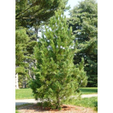 Кедр європейський / Сосна кедрова європейська | Pinus cembra | Кедр европейский / Сосна кедровая европейская