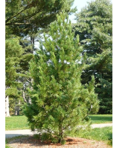 Кедр європейський / Сосна кедрова європейська | Pinus cembra | Кедр европейский / Сосна кедровая европейская