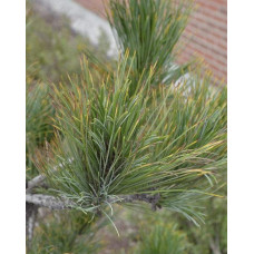 Кедр європейський / Сосна кедрова європейська | Pinus cembra | Кедр европейский / Сосна кедровая европейская