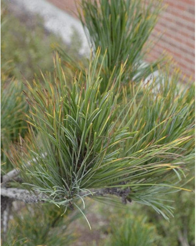 Кедр європейський / Сосна кедрова європейська | Pinus cembra | Кедр европейский / Сосна кедровая европейская