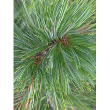 Кедр європейський / Сосна кедрова європейська | Pinus cembra | Кедр европейский / Сосна кедровая европейская
