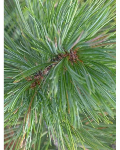 Кедр європейський / Сосна кедрова європейська | Pinus cembra | Кедр европейский / Сосна кедровая европейская