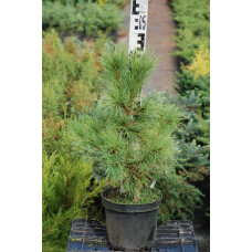 Кедр європейський / Сосна кедрова європейська | Pinus cembra | Кедр европейский / Сосна кедровая европейская