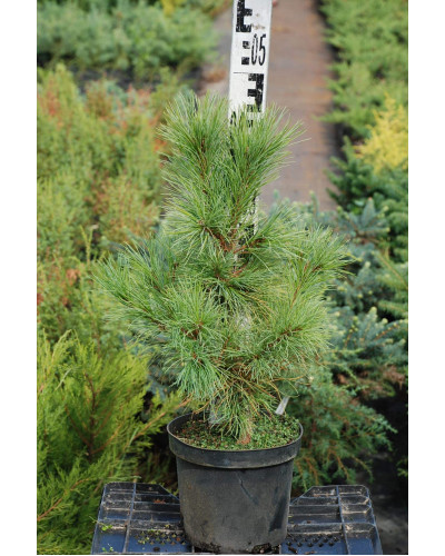 Кедр європейський / Сосна кедрова європейська | Pinus cembra | Кедр европейский / Сосна кедровая европейская